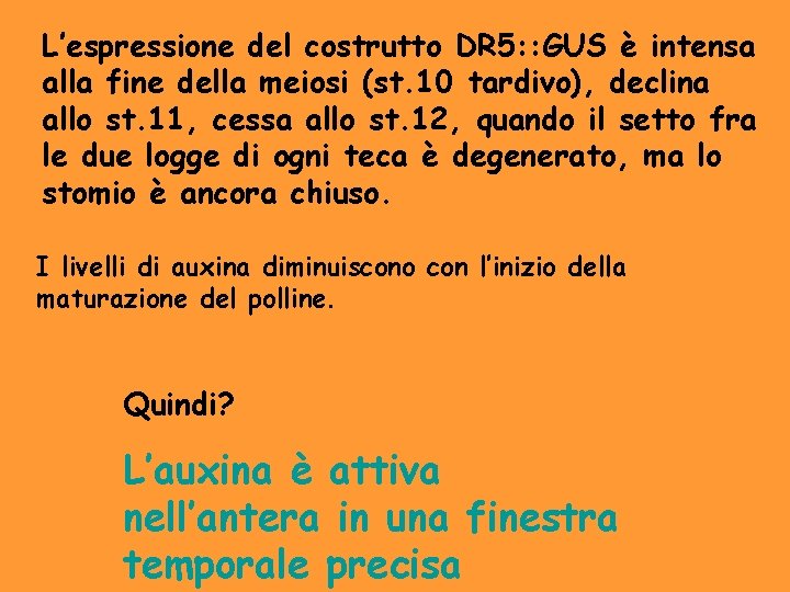 L’espressione del costrutto DR 5: : GUS è intensa alla fine della meiosi (st.