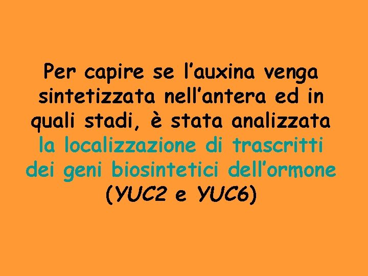 Per capire se l’auxina venga sintetizzata nell’antera ed in quali stadi, è stata analizzata