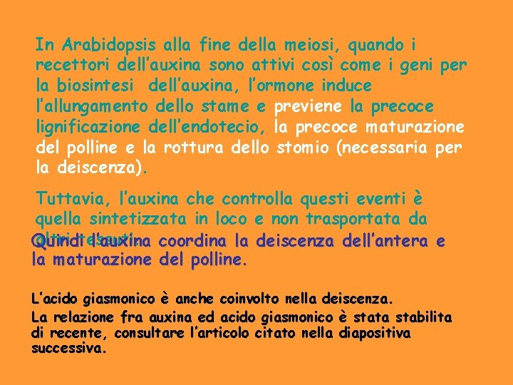 In Arabidopsis alla fine della meiosi, quando i recettori dell’auxina sono attivi così come