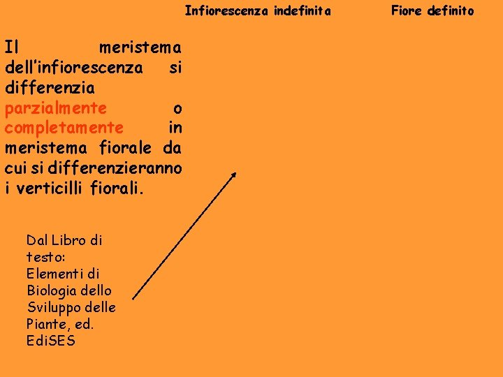 Infiorescenza indefinita Il meristema dell’infiorescenza si differenzia parzialmente o completamente in meristema fiorale da