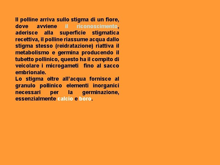 Il polline arriva sullo stigma di un fiore, dove avviene il riconoscimento, aderisce alla