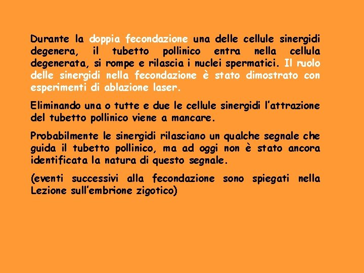 Durante la doppia fecondazione una delle cellule sinergidi degenera, il tubetto pollinico entra nella