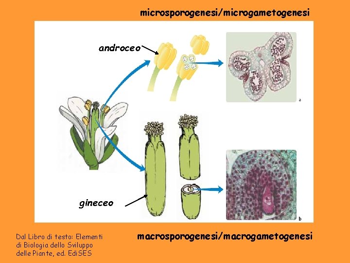 microsporogenesi/microgametogenesi androceo gineceo Dal Libro di testo: Elementi di Biologia dello Sviluppo delle Piante,