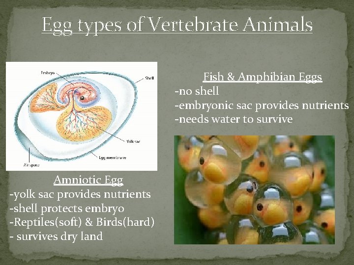 Egg types of Vertebrate Animals Fish & Amphibian Eggs -no shell -embryonic sac provides