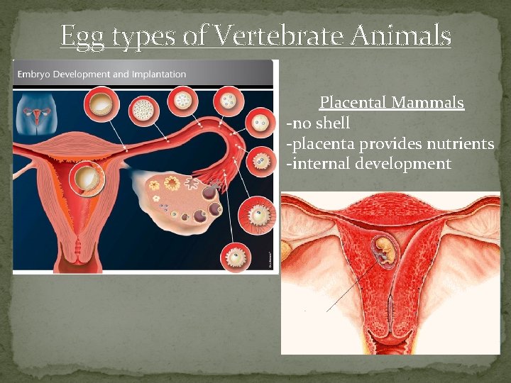 Egg types of Vertebrate Animals Placental Mammals -no shell -placenta provides nutrients -internal development