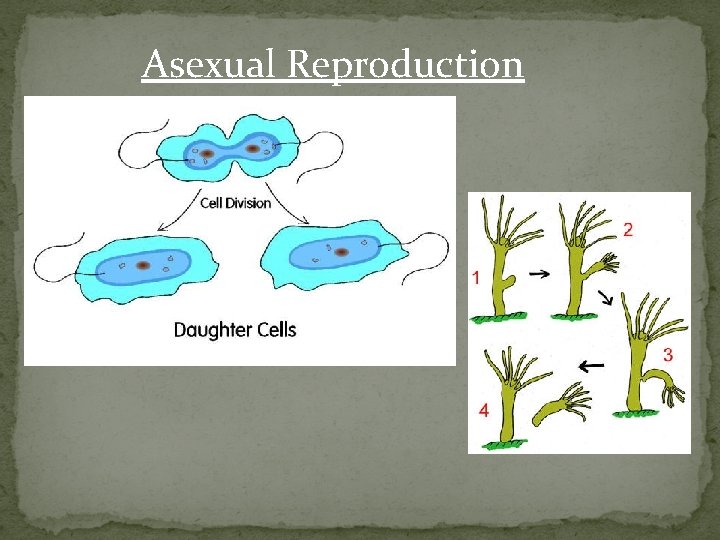 Asexual Reproduction 