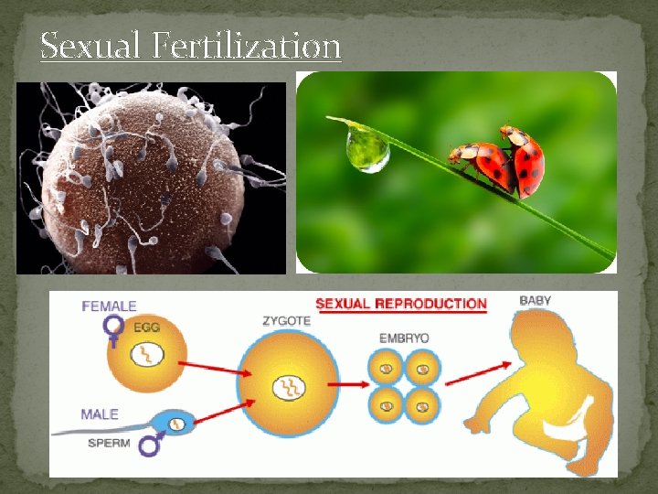 Sexual Fertilization 