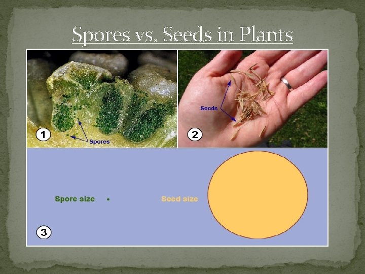 Spores vs. Seeds in Plants 