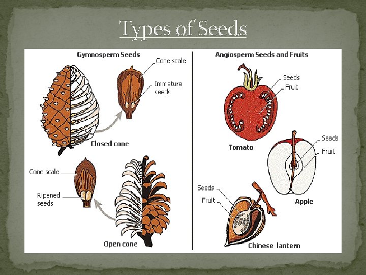 Types of Seeds 