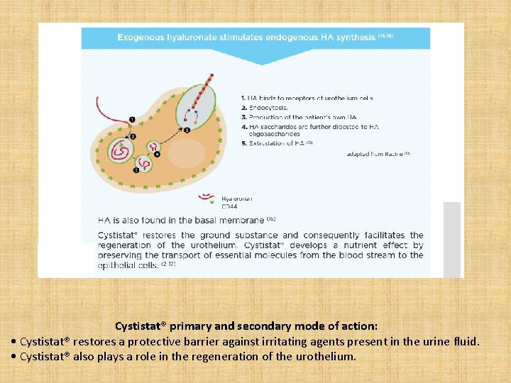 Cystistat® primary and secondary mode of action: • Cystistat® restores a protective barrier against