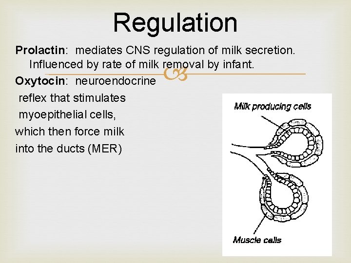 Regulation Prolactin: mediates CNS regulation of milk secretion. Influenced by rate of milk removal