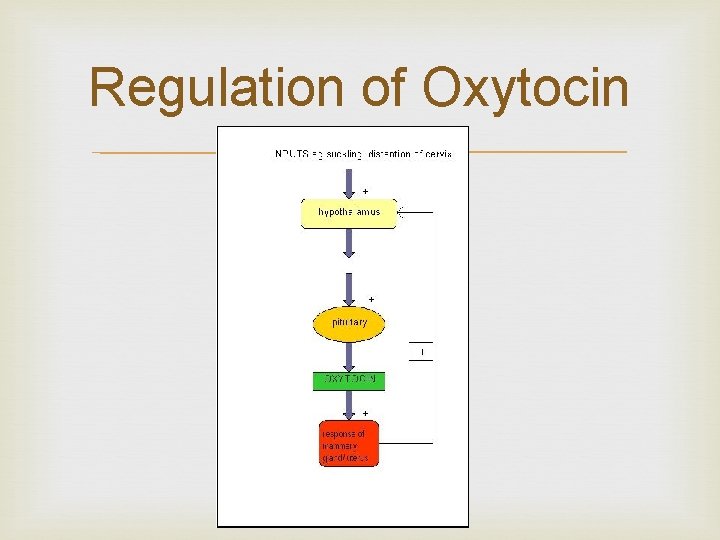 Regulation of Oxytocin 