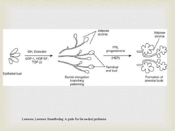 Lawrence, Lawrence Breastfeeding: A guide For the medical profession 