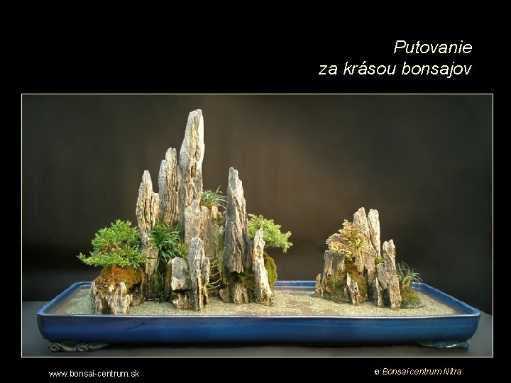 Putovanie za krásou bonsajov www. bonsai-centrum. sk © Bonsai centrum Nitra 