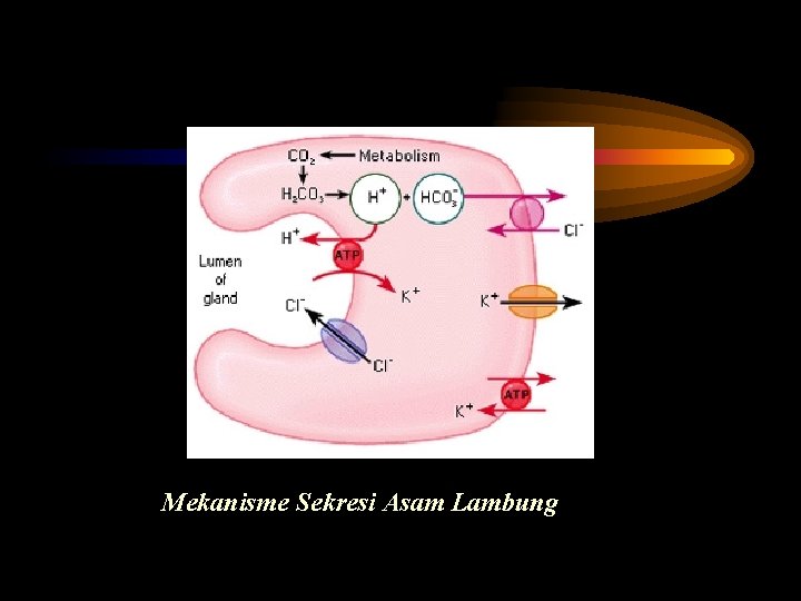 Mekanisme Sekresi Asam Lambung 