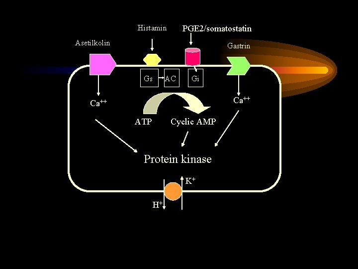 Histamin PGE 2/somatostatin Asetilkolin Gastrin Gs AC Gi Ca++ ATP Cyclic AMP Protein kinase