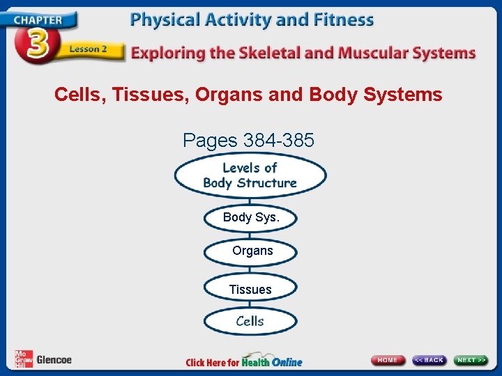 Cells, Tissues, Organs and Body Systems Pages 384 -385 Body Sys. Organs Tissues 