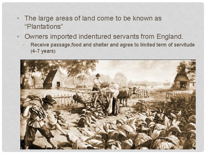  • The large areas of land come to be known as “Plantations” •