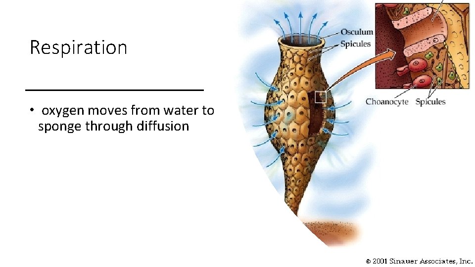 Respiration • oxygen moves from water to sponge through diffusion 