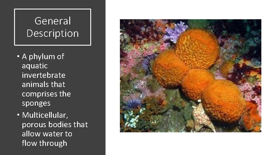 General Description • A phylum of aquatic invertebrate animals that comprises the sponges •
