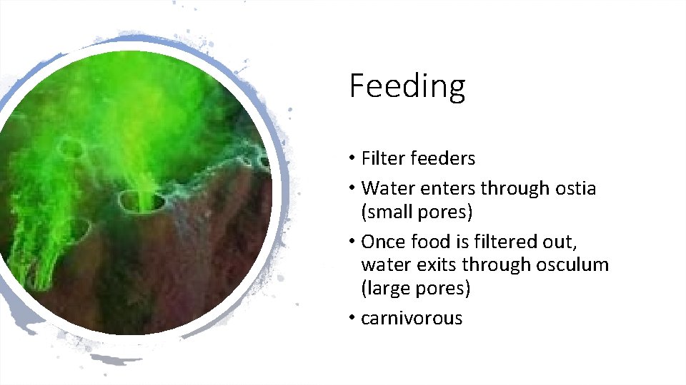 Feeding • Filter feeders • Water enters through ostia (small pores) • Once food