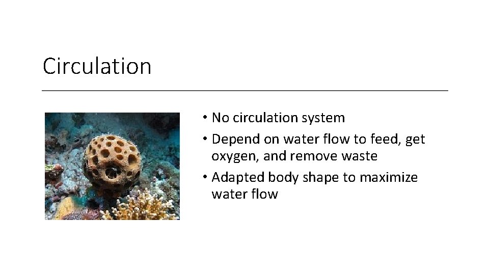 Circulation • No circulation system • Depend on water flow to feed, get oxygen,