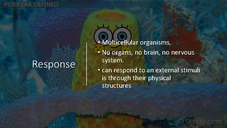 Response • Multicellular organisms, • No organs, no brain, no nervous system. • can