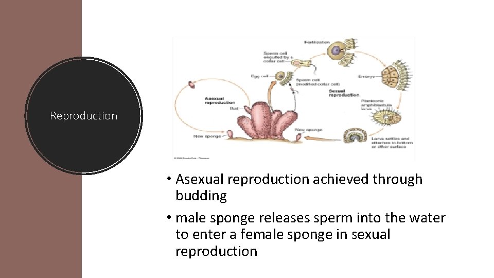 Reproduction • Asexual reproduction achieved through budding • male sponge releases sperm into the