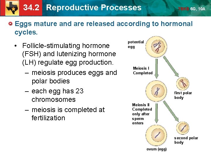 34. 2 Reproductive Processes TEKS 6 G, 10 A Eggs mature and are released