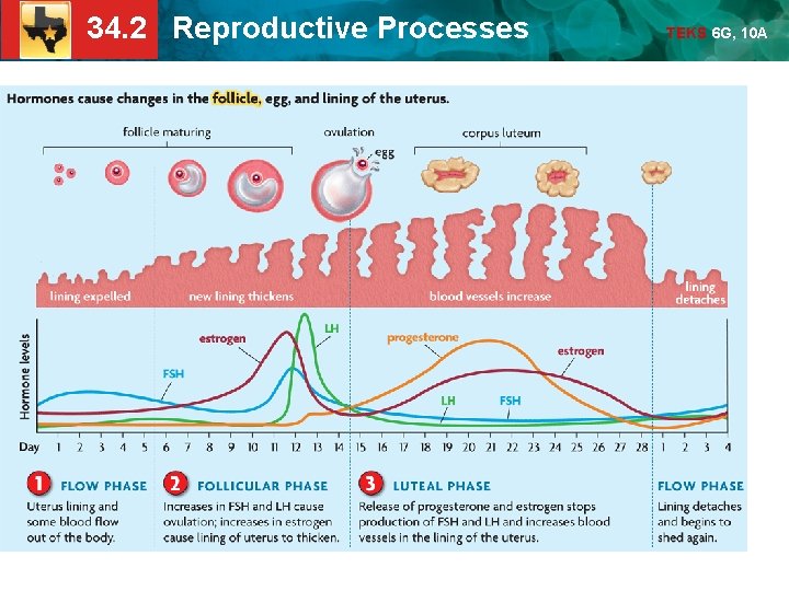34. 2 Reproductive Processes TEKS 6 G, 10 A 