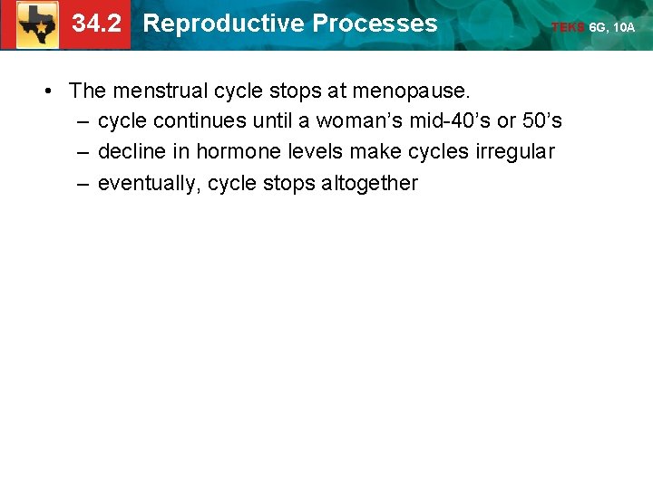 34. 2 Reproductive Processes TEKS 6 G, 10 A • The menstrual cycle stops