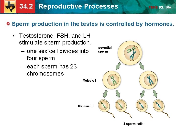 34. 2 Reproductive Processes TEKS 6 G, 10 A Sperm production in the testes