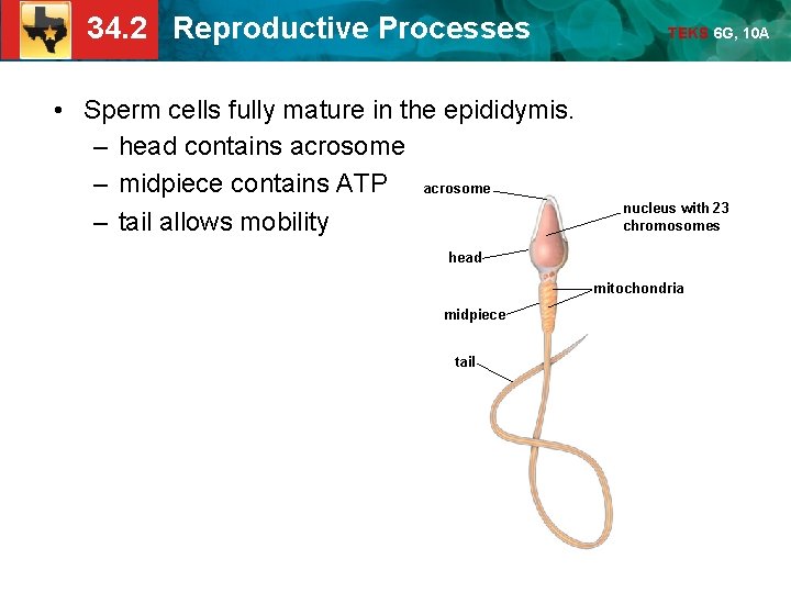 34. 2 Reproductive Processes • Sperm cells fully mature in the epididymis. – head