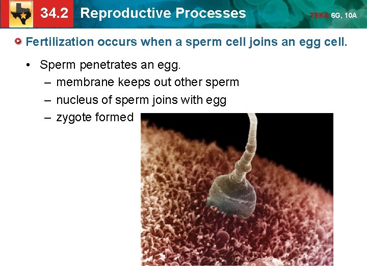 34. 2 Reproductive Processes TEKS 6 G, 10 A Fertilization occurs when a sperm