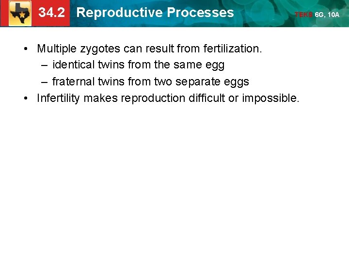 34. 2 Reproductive Processes TEKS 6 G, 10 A • Multiple zygotes can result