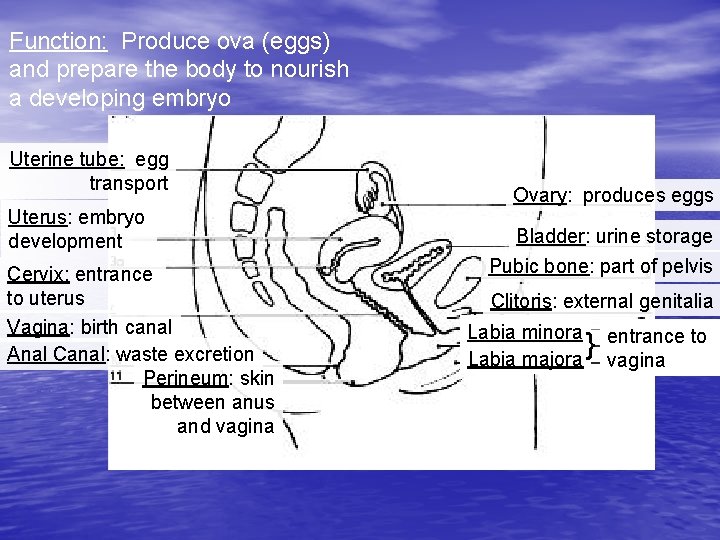 Function: Produce ova (eggs) and prepare the body to nourish a developing embryo Uterine