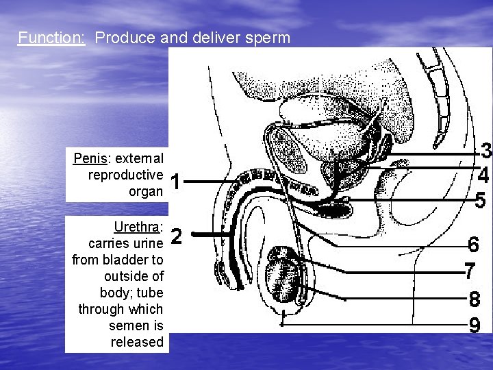 Function: Produce and deliver sperm Penis: external reproductive organ Urethra: carries urine from bladder