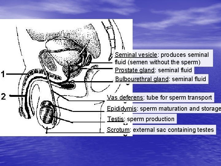 Seminal vesicle: produces seminal fluid (semen without the sperm) Prostate gland: seminal fluid Bulbourethral