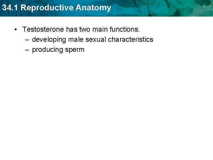 34. 1 Reproductive Anatomy • Testosterone has two main functions. – developing male sexual