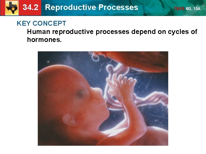 34. 2 Reproductive Processes TEKS 6 G, 10 A KEY CONCEPT Human reproductive processes