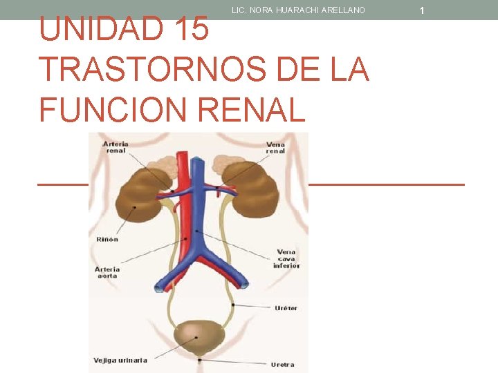 LIC. NORA HUARACHI ARELLANO UNIDAD 15 TRASTORNOS DE LA FUNCION RENAL 1 