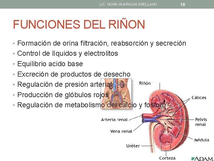 LIC. NORA HUARACHI ARELLANO 10 FUNCIONES DEL RIÑON • Formación de orina filtración, reabsorción