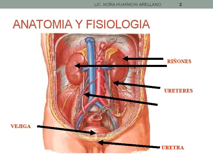 LIC. NORA HUARACHI ARELLANO 2 ANATOMIA Y FISIOLOGIA RIÑONES URETERES VEJIGA URETRA 