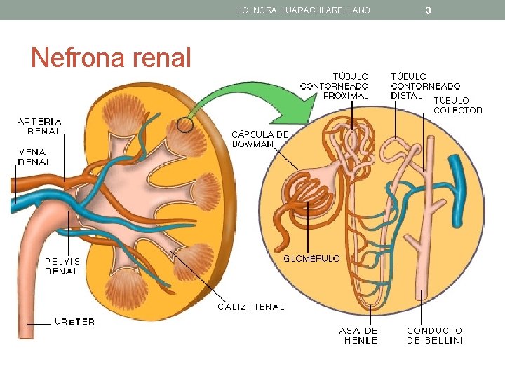 LIC. NORA HUARACHI ARELLANO Nefrona renal 3 