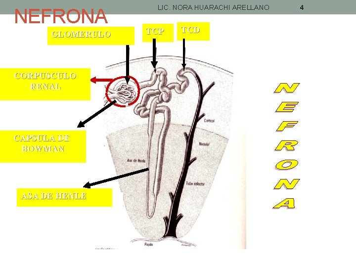 NEFRONA GLOMERULO CORPUSCULO RENAL CAPSULA DE BOWMAN ASA DE HENLE LIC. NORA HUARACHI ARELLANO