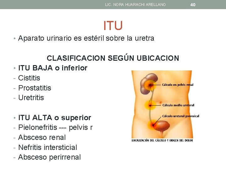 LIC. NORA HUARACHI ARELLANO ITU • Aparato urinario es estéril sobre la uretra CLASIFICACION