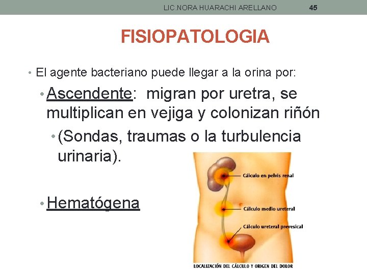 LIC. NORA HUARACHI ARELLANO 45 FISIOPATOLOGIA • El agente bacteriano puede llegar a la