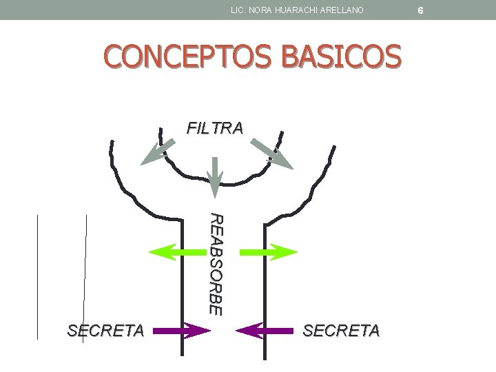 LIC. NORA HUARACHI ARELLANO CONCEPTOS BASICOS FILTRA REABSORB E SECRETA 6 