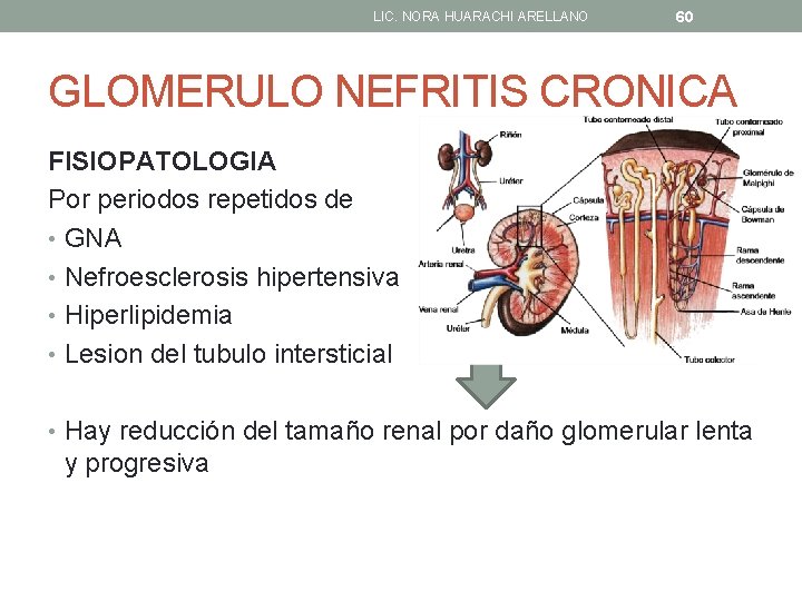 LIC. NORA HUARACHI ARELLANO 60 GLOMERULO NEFRITIS CRONICA FISIOPATOLOGIA Por periodos repetidos de •