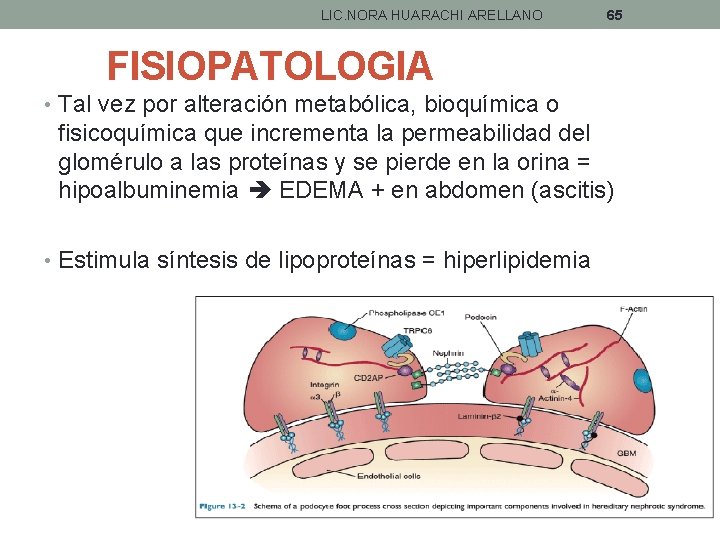 LIC. NORA HUARACHI ARELLANO 65 FISIOPATOLOGIA • Tal vez por alteración metabólica, bioquímica o